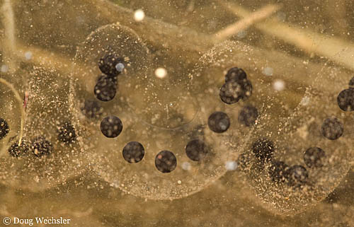 American Toad eggs _A5E9786.jpg - 66932 Bytes